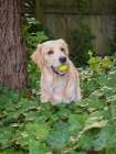 Golden Retriever dog with a tennis ball. Art Print